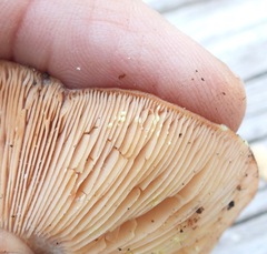 Lactarius xanthogalactus