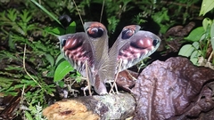 Pterochroza ocellata