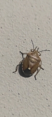 Chlorochroa pinicola