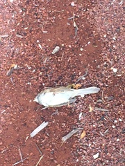 Zonotrichia albicollis