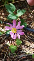 Eriocapitella × hybrida