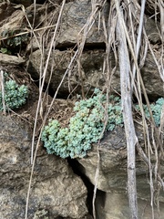 Sedum dasyphyllum