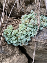 Sedum dasyphyllum