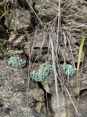 Sedum dasyphyllum