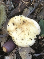 Lactarius alnicola