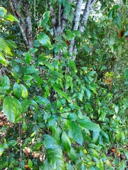 Aphananthe philippinensis