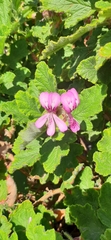Pelargonium panduriforme
