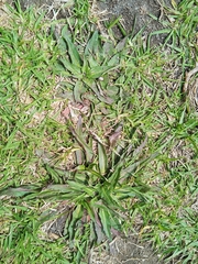 Hypochaeris sessiliflora