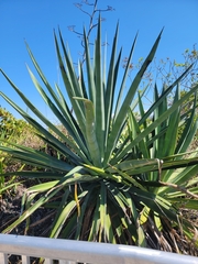 Agave sisalana