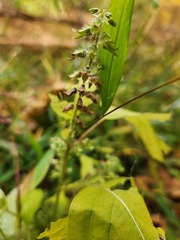 Perilla frutescens