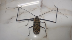 Acrocinus longimanus