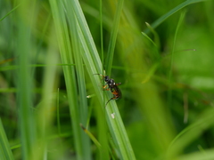 Ichneumon
