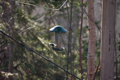 Poecile atricapillus image