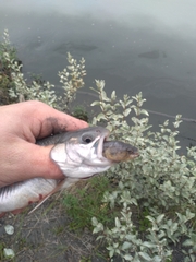 Salvelinus malma