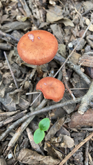 Leratiomyces ceres