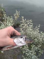 Salvelinus malma
