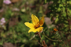 Bidens serrulata