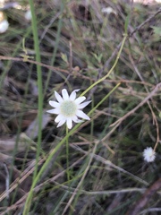 Actinotus minor