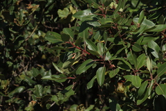 Arbutus