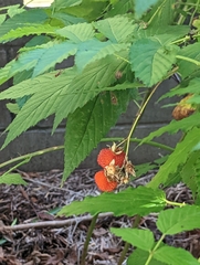 Rubus probus