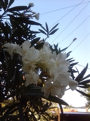 Nerium oleander
