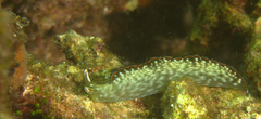 Elysia marginata