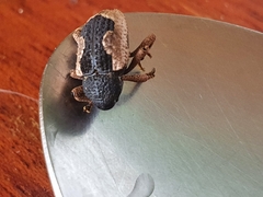 Elytrocoptus lemniscatus