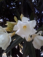 Nerium oleander
