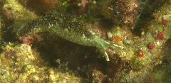 Elysia marginata