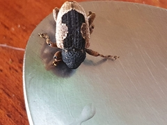 Elytrocoptus lemniscatus