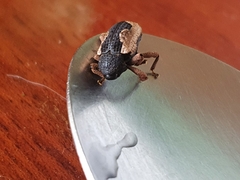 Elytrocoptus lemniscatus