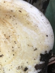 Lactarius alnicola