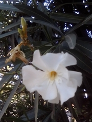 Nerium oleander