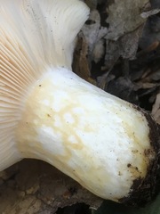 Lactarius alnicola