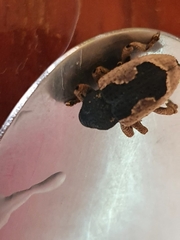 Elytrocoptus lemniscatus