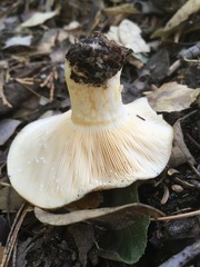 Lactarius alnicola