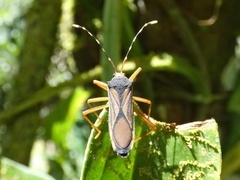 Anasa nigricollis