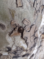 Antiteuchus mixtus