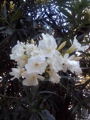 Nerium oleander