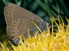 Satyrium saepium