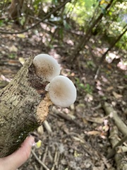 Oudemansiella australis