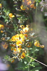 Pultenaea largiflorens
