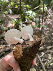 Oudemansiella australis