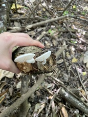 Oudemansiella australis
