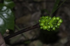 Arisaema macrospathum