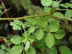 Rosa gymnocarpa