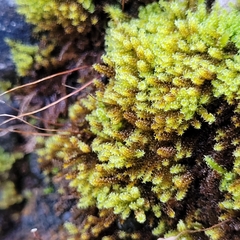 Campylophyllum halleri