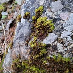Campylophyllum halleri