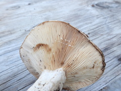 Lactarius argillaceifolius