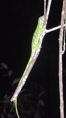 Anolis transversalis
